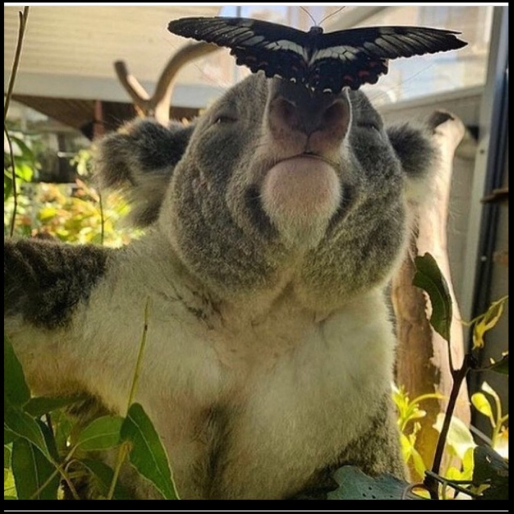 Meet your Posher, Dee